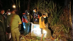 BKSDA Kalimantan Barat melepaskan orang utan ke lokasi di Kabupaten Ketapang untuk mengantisipasi dampak musim kemarau (Foto: Humas Kemenhut)