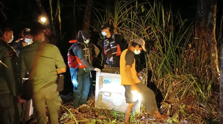 BKSDA Kalimantan Barat melepaskan orang utan ke lokasi di Kabupaten Ketapang untuk mengantisipasi dampak musim kemarau (Foto: Humas Kemenhut)